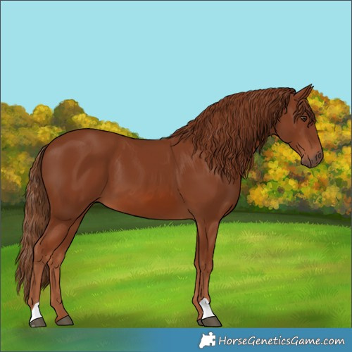 Horse Color:Chestnut 