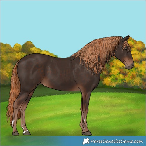 Horse Color:Liver Chestnut