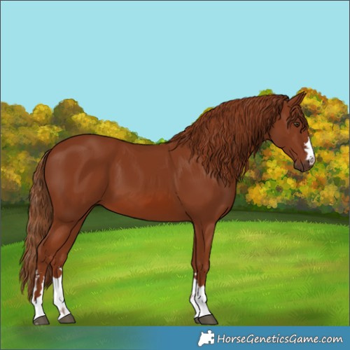 Horse Color:Chestnut 
