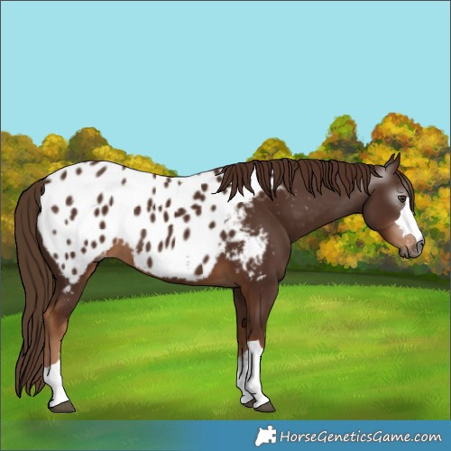 Horse Color:Gray Chestnut Blanket 