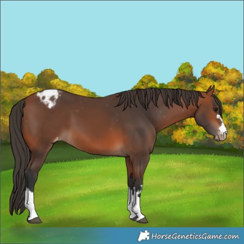 Horse Color:Bay Varnish 