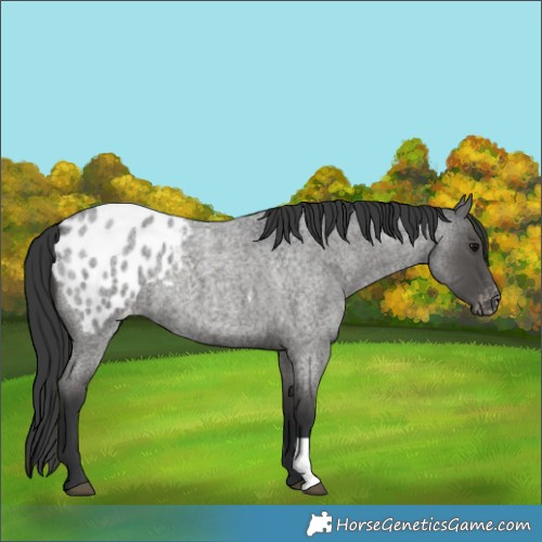Horse Color:Blue Roan Blanket