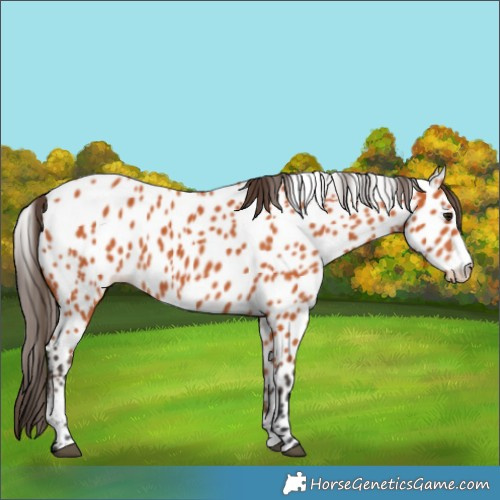 Horse Color:Bay Leopard