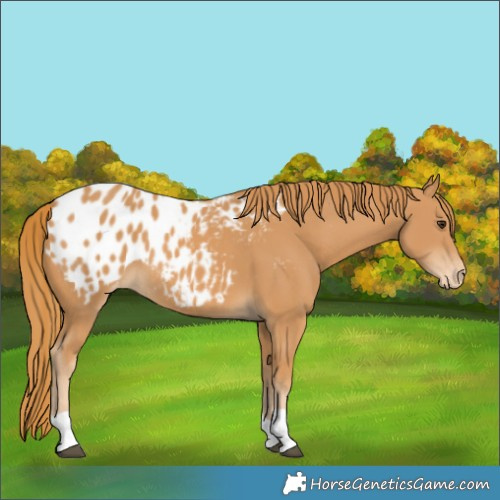 Horse Color:Chestnut Blanket