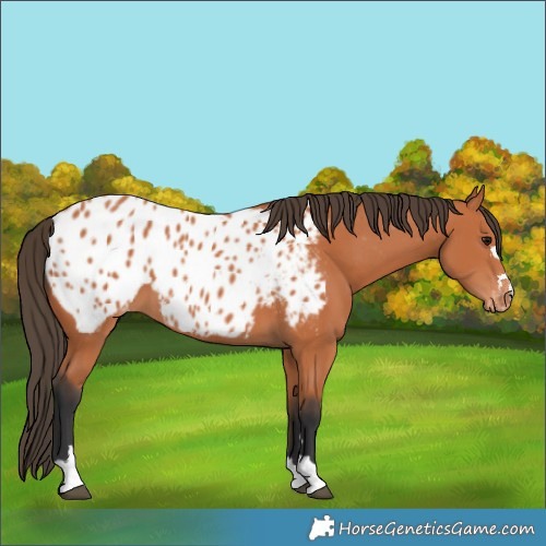 Horse Color:Bay Near Leopard 