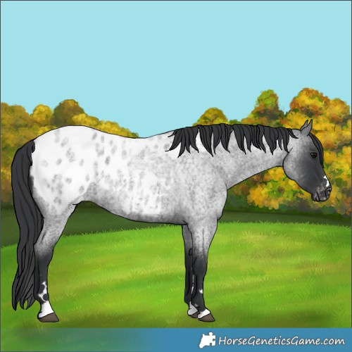 Horse Color:Blue Roan Blanket 