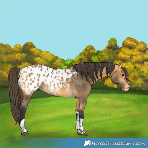 Horse Color:Unknown 