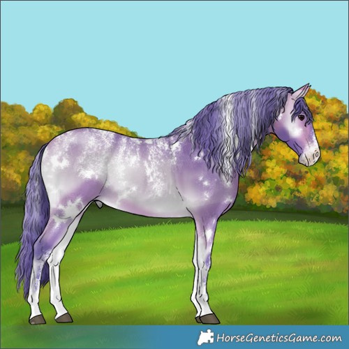 Horse Color:Powder White Watercolor White Spotted Buckskin Onyx 