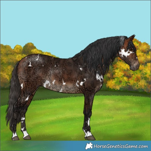 Horse Color:White Spotted Bay Ice Rabicano 