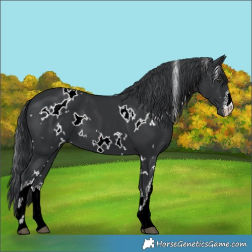 Horse Color:White Spotted Black Chinchilla 