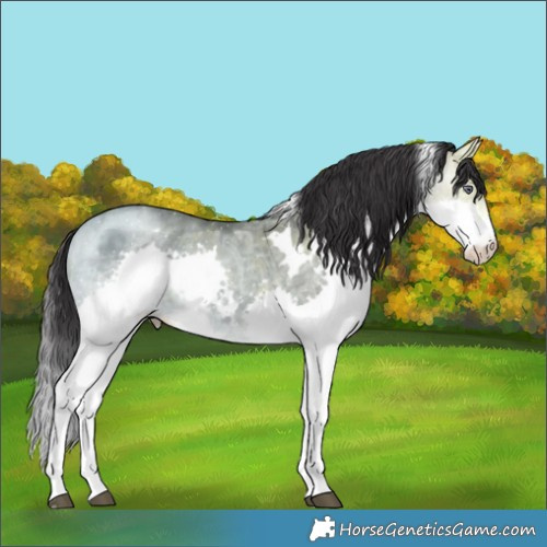 Horse Color:White Spotted Buckskin Chinchilla Ice Splash 