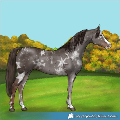 Horse Color:Powder White Liver Chestnut Ice Splash 