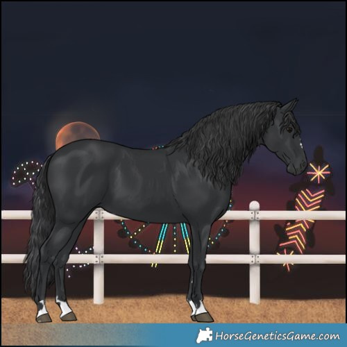 Horse Color:Black 