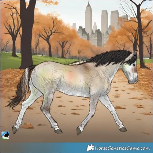 Horse Color:Bay Onyx