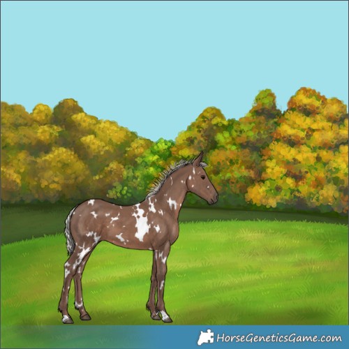 Horse Color:White Spotted Silver Black