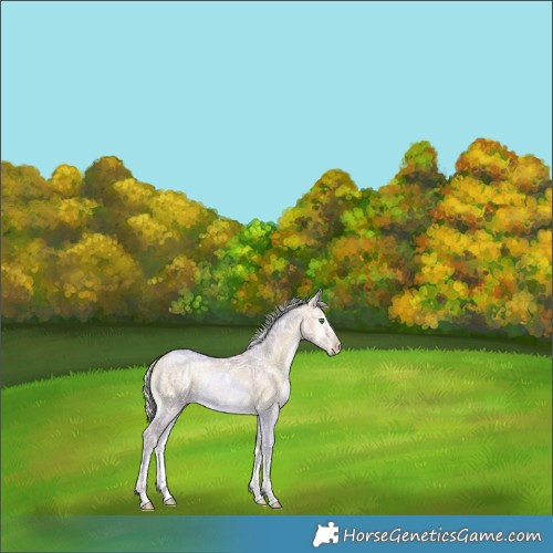 Horse Color:White Spotted Silver Smoky Blue Onyx Ice Pearl Frame