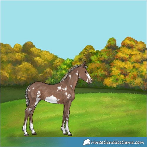 Horse Color:White Spotted Silver Black Frame