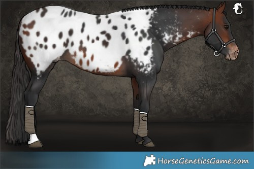 Horse Color:Bay Near Leopard