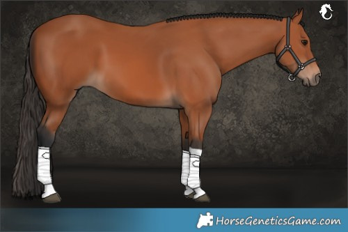 Horse Color:Bay Tobiano