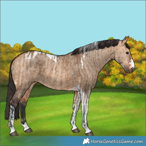 Horse Color:Bay Dun  and Bay Dun Tobiano 