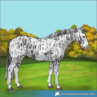 Horse Color:Black Splash Frame  and White Spotted Black Splash Frame 