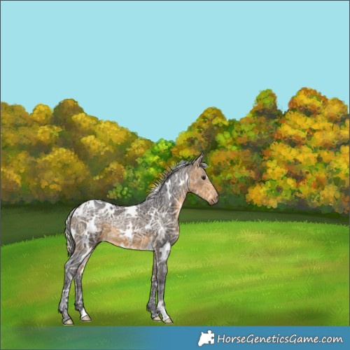 Horse Color:White Spotted Silver Buckskin Ice