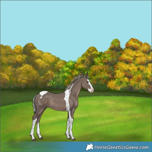 Horse Color:White Spotted Silver Black Splash Tobiano 