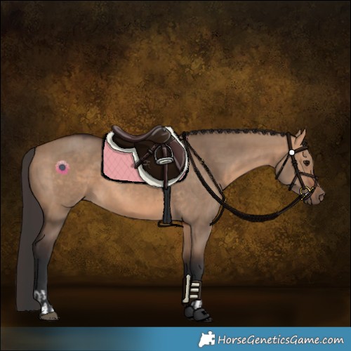 Horse Color:Bay Dun and Bay Dun
