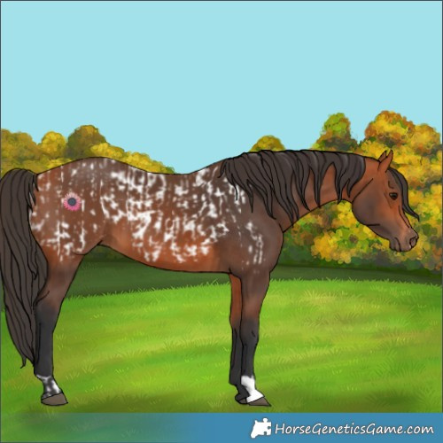 Horse Color:Bay Blanket  and Bay 