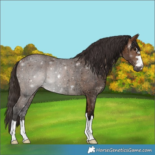 Horse Color:Bay Ice 