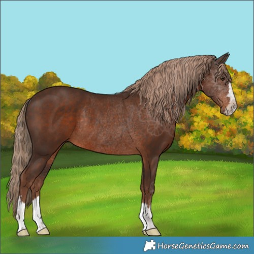Horse Color:Liver Chestnut Rabicano