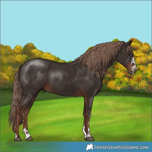 Horse Color:Liver Chestnut Sabino 