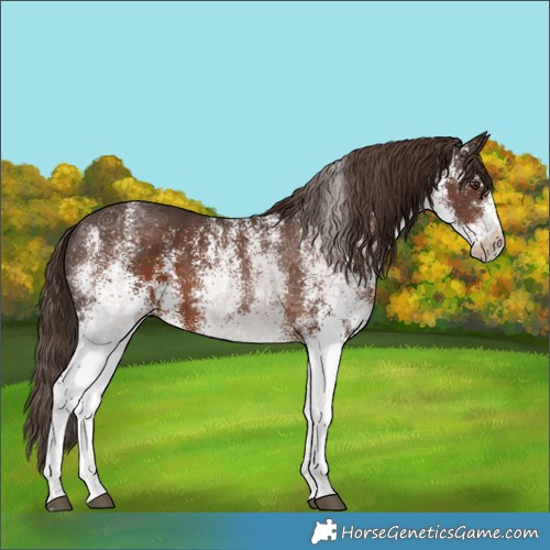 Horse Color:White Spotted Liver Chestnut 