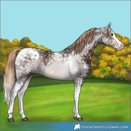 Horse Color:White Spotted Liver Chestnut Ice Splash Tobiano 