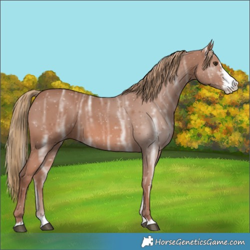 Horse Color:Chestnut Ice Sabino Splash 