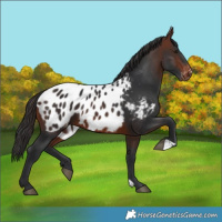 Horse Color:Brown Blanket 