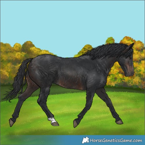 Horse Color:Brown 