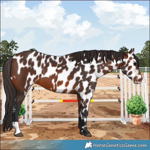 Horse Color:Brown Skewed LP Spotted