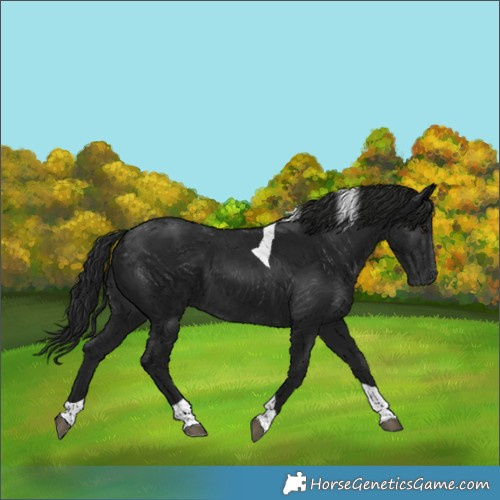 Horse Color:Gray Black Tobiano 