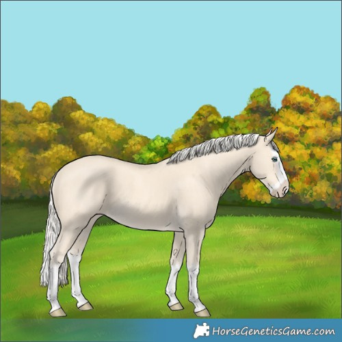 Horse Color:Cremello Splash  and Cremello Splash Rabicano 