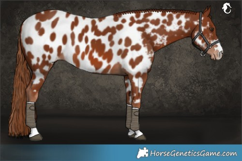 Horse Color:Chestnut Near Leopard