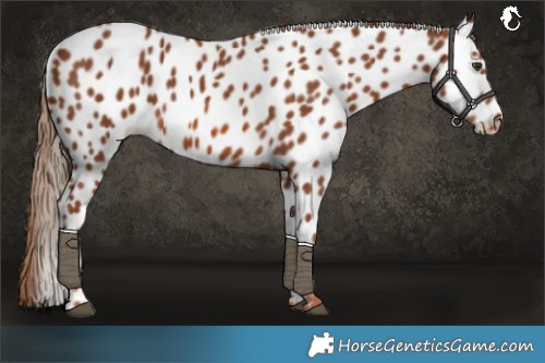 Horse Color:Chestnut Leopard 