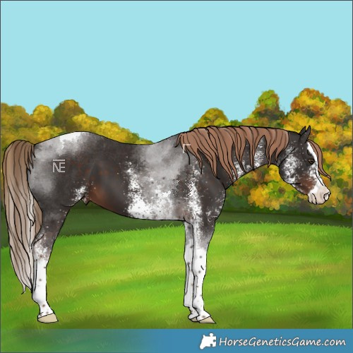 Horse Color:White Spotted Liver Chestnut Splash Tobiano