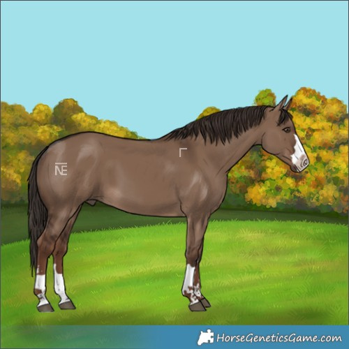 Horse Color:Liver Red Dun 