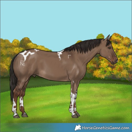 Horse Color:Liver Red Dun Tobiano