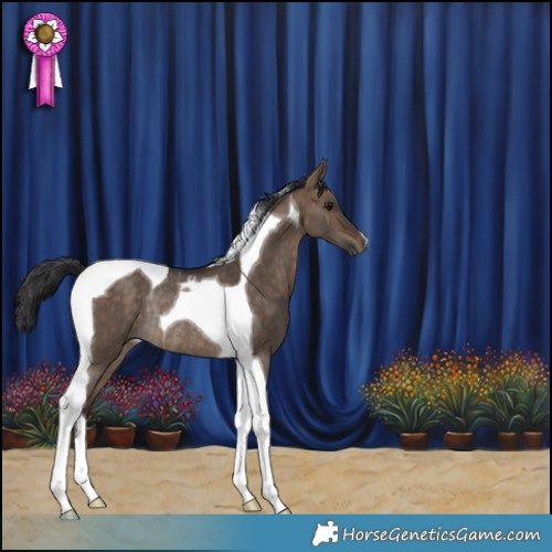 Horse Color:Bay Dun Tobiano Rabicano 
