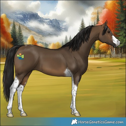 Horse Color:Gray White Spotted Bay Dun Tobiano