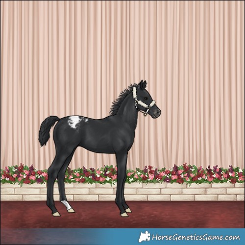 Horse Color:Black Varnish 