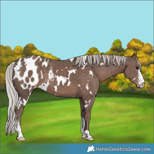 Horse Color:White Spotted Silver Black Sabino Blanket 