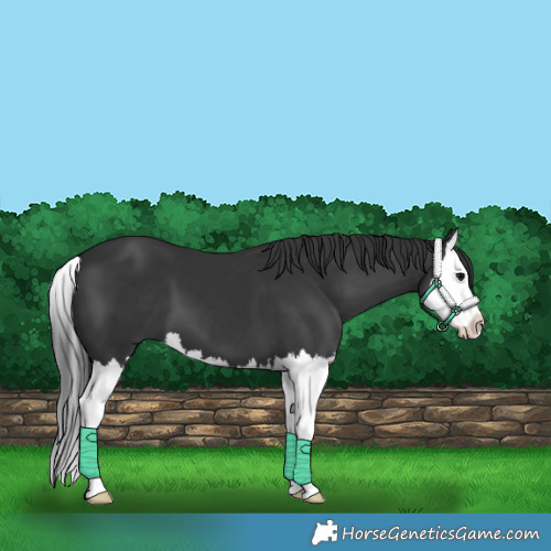 Horse Color:Black Splash